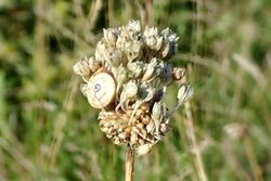 Cliquez pour agrandir ! Ail des vignes