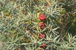 fruits bryone