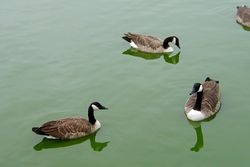 Bernaches du Canada sur la flaque aux oies.