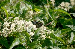 Clématite, fleurs.