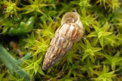 Cochlicella acuta.