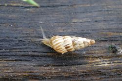Cochlicella acuta.