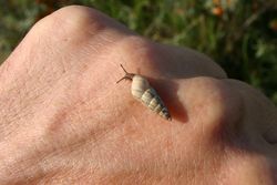 Cochlicella acuta.
