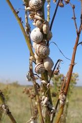 Cochlicella acuta.