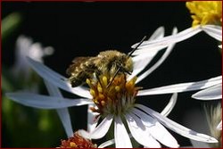 Cliquez pour agrandir ! Colletes halophilus