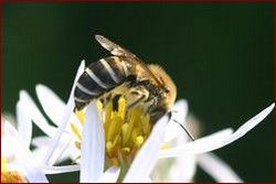 Colletes halophilus