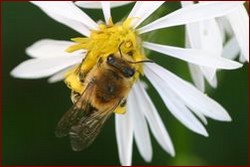 Colletes halophilus
