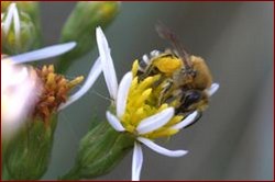 Colletes halophilus
