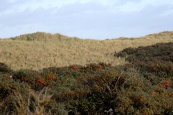La dune blanche