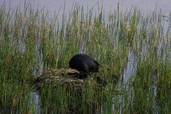 Foulque et petits.