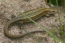 Lézard