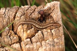 Lézard 
