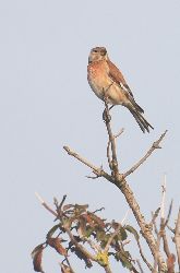 Linotte