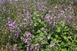 mauves