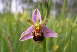 Ophrys abeille