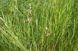 Ophrys abeille