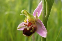 Ophrys abeille