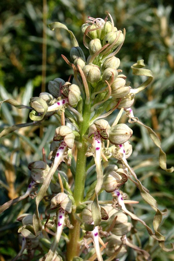 Orchis bouc.