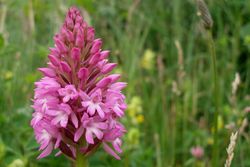 Anacamptis pyramidal.