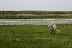 Poney Highland.