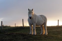 Poney Highland.