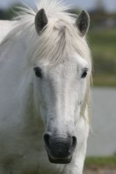 Poney Highland.