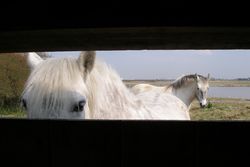 Poneys Highland.
