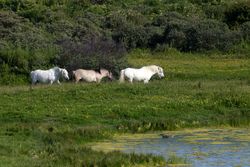 Poney Highland.