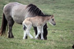 Poney Highland.