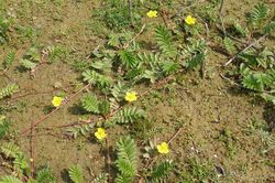 Potentille, feuille.