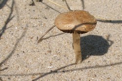 Cliquez pour agrandir ! Psathyrelle des sables.