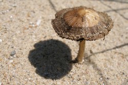Cliquez pour agrandir ! Psathyrelle des sables.