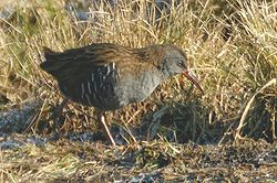 Cliquez pour agrandir ! Le pipit farlouse