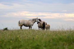 Poneys des Highlands.