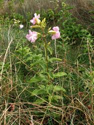 Saponaire officinale.