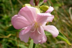 Saponaire officinale.