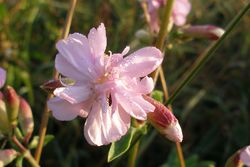 Saponaire officinale.