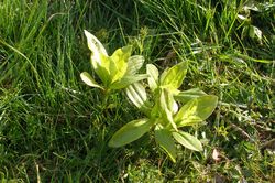 Saponaire officinale.