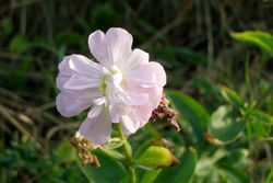 Saponaire officinale.
