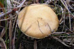 Strophaire des dunes