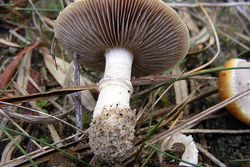 Strophaire des dunes