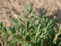 suaeda maritima