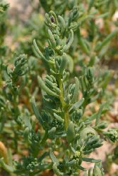 sueda maritima