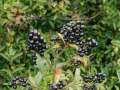 Les fruits du trone