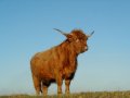 Vache