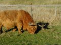 Vache