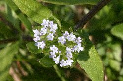 fleurs de mâche