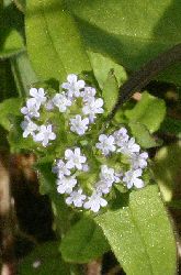 Valerianella